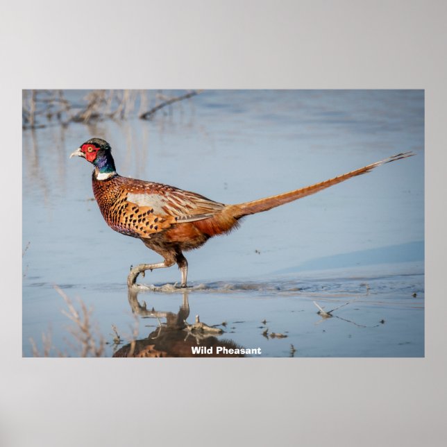Wild Pheasant Poster (Front)