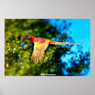 Wild Pheasant Poster