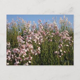 "Wild Phlox" postcard