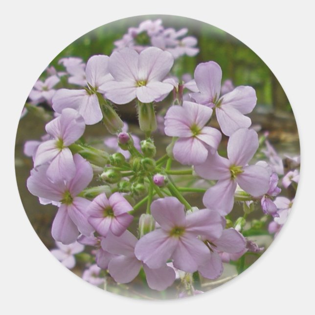 Wild Phlox Stickers (Front)