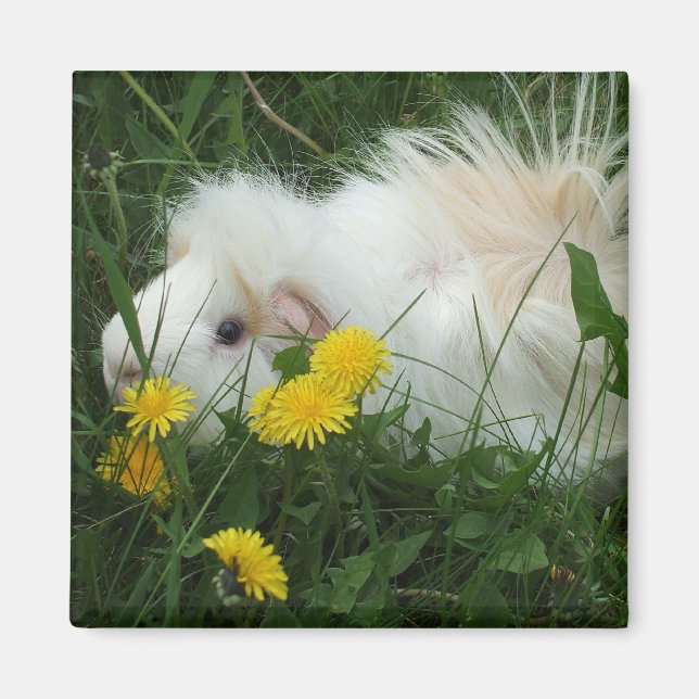 Wild piggy magnet (Front)