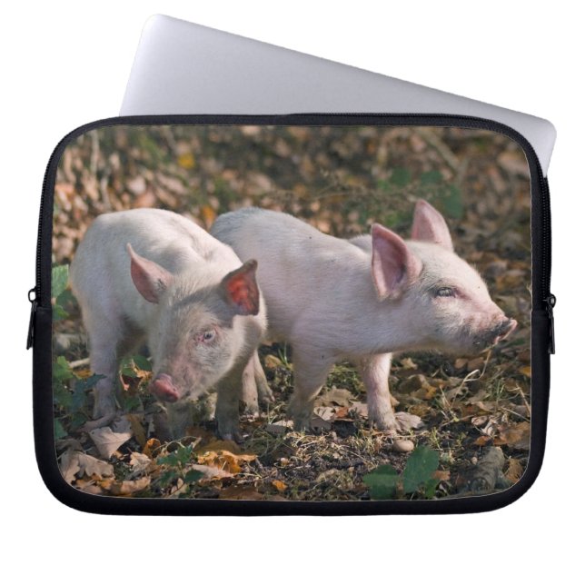 Wild Piglets Laptop Sleeve (Front)