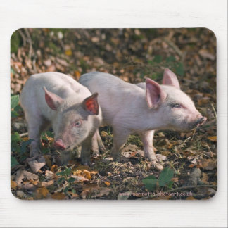 Wild Piglets Mousemat