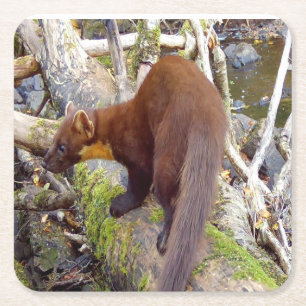 Wild Pine Marten On Fallen Log Rustic Nature Art Square Paper Coaster