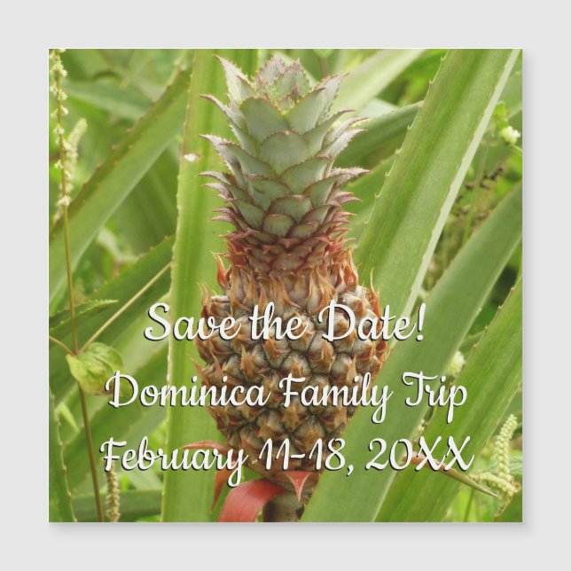 Wild Pineapple Tropical Fruit in Nature (Front)