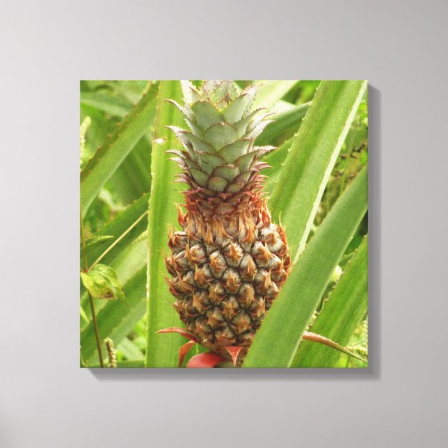 Wild Pineapple Tropical Fruit in Nature Canvas Print (Front)