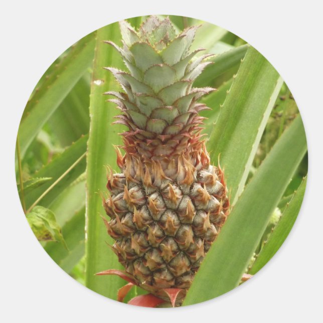 Wild Pineapple Tropical Fruit in Nature Classic Round Sticker (Front)