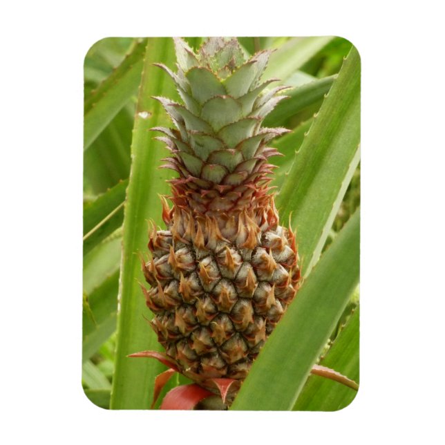 Wild Pineapple Tropical Fruit in Nature Magnet (Vertical)