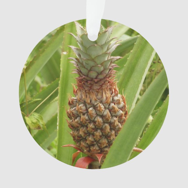 Wild Pineapple Tropical Fruit in Nature Ornament (Front)