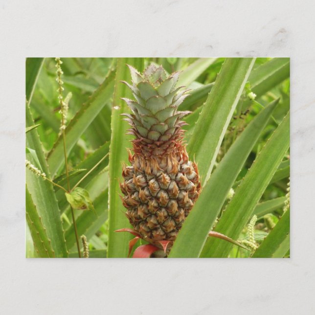Wild Pineapple Tropical Fruit in Nature Postcard (Front)