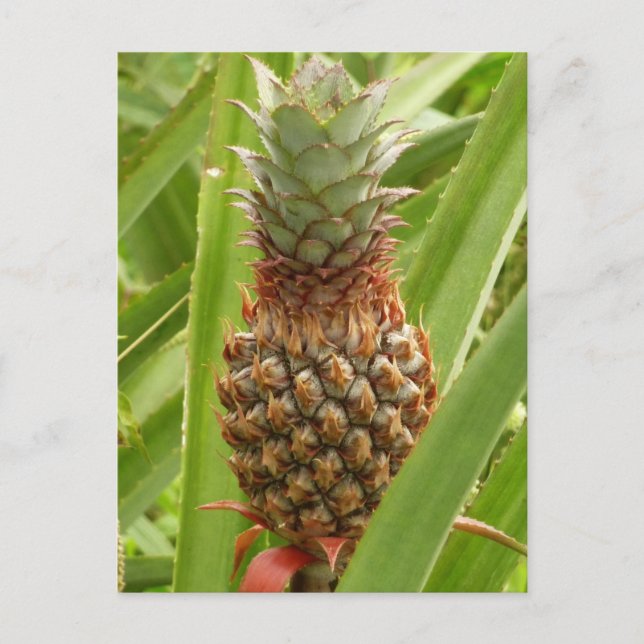 Wild Pineapple Tropical Fruit in Nature Postcard (Front)