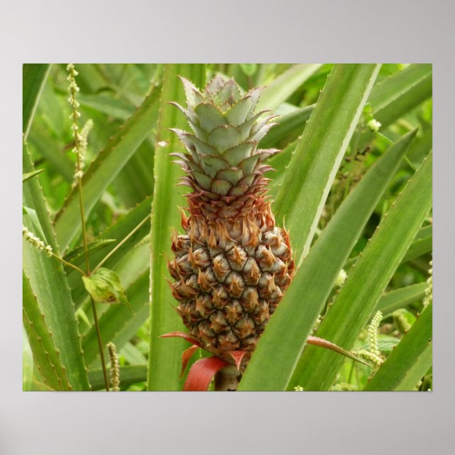 Wild Pineapple Tropical Fruit in Nature Poster (Front)