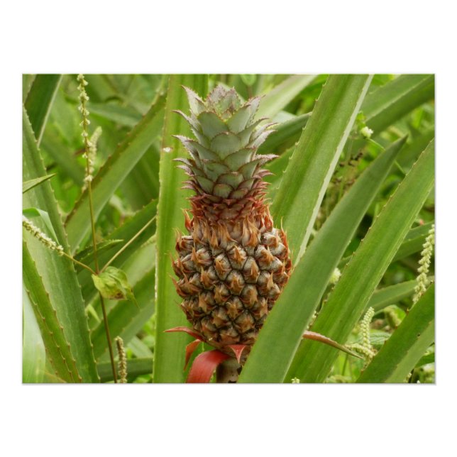 Wild Pineapple Tropical Fruit in Nature Poster (Front)