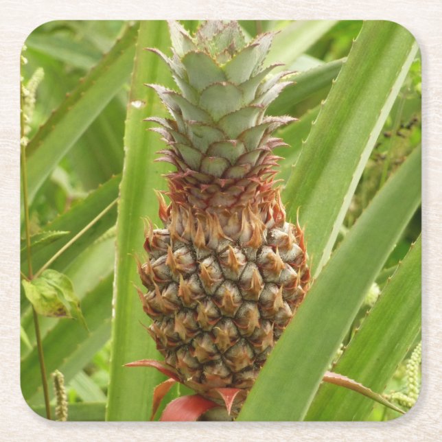 Wild Pineapple Tropical Fruit in Nature Square Paper Coaster (Front)
