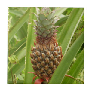 Wild Pineapple Tropical Fruit in Nature Tile