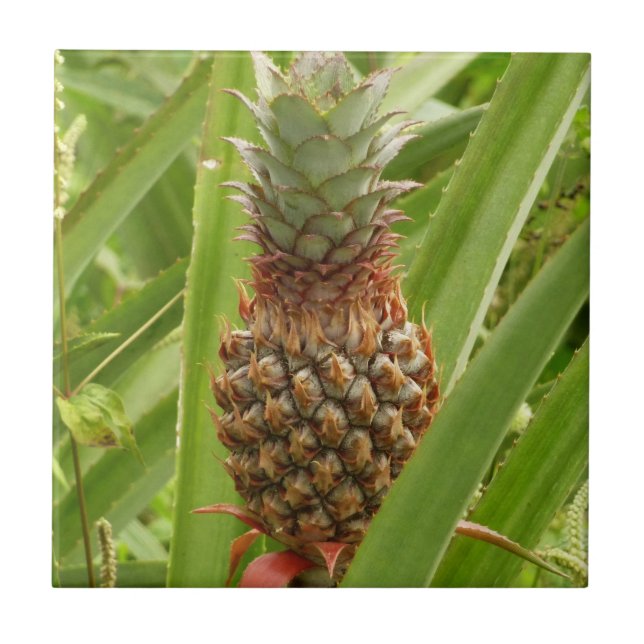 Wild Pineapple Tropical Fruit in Nature Tile (Front)