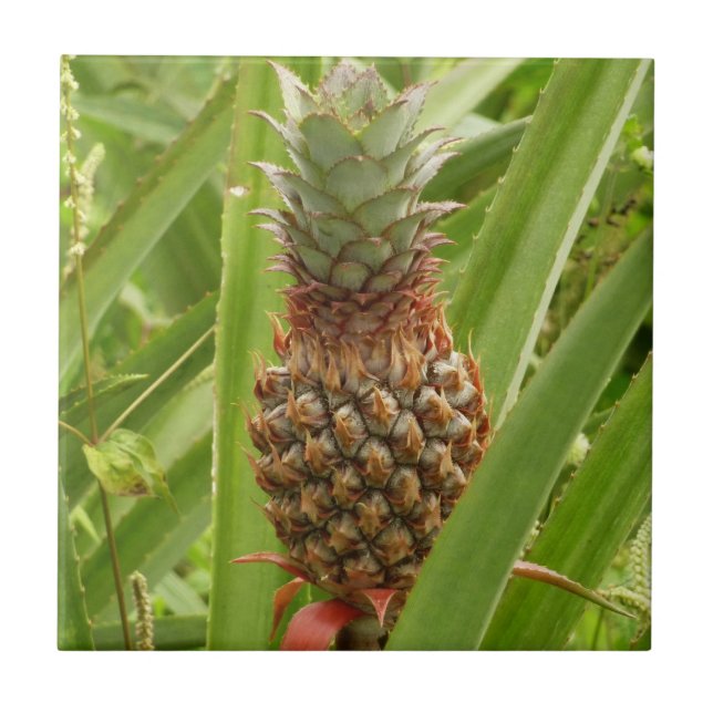 Wild Pineapple Tropical Fruit in Nature Tile (Front)