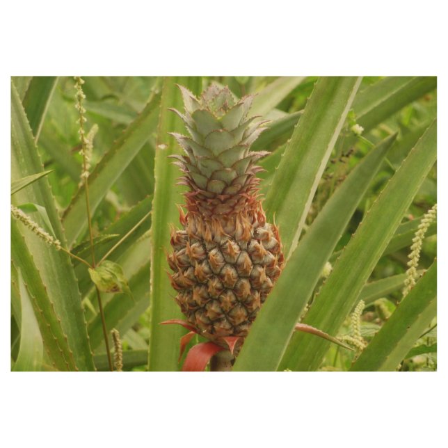 Wild Pineapple Tropical Fruit in Nature Wood Poster (Front)