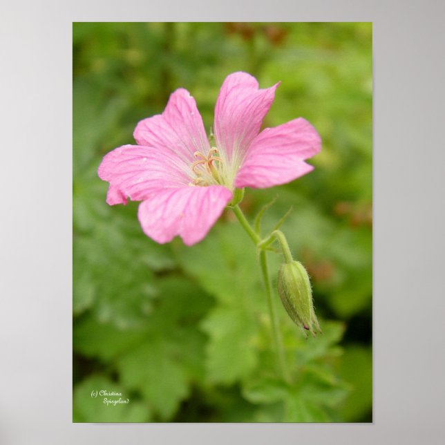 Wild Pink Geranium Flower Print (Front)