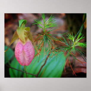 Wild Pink Lady Slipper Orchid And Evergreens  Poster