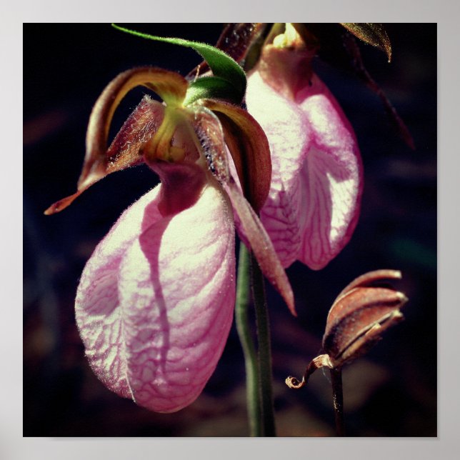 Wild Pink Lady Slipper Orchid Pair Close Up Poster (Front)