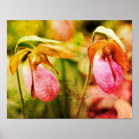 Wild Pink Lady Slipper Orchid Pair Distressed Art