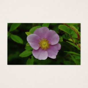 Wild Pink Rose