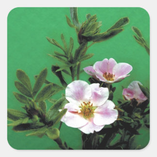 wild pink rose flowers in green, Elegant Square Sticker