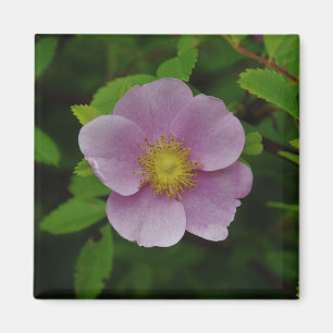 Wild Pink Rose Magnet