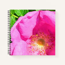 Wild Pink Rose Photo Trust in the Lord Bible Verse