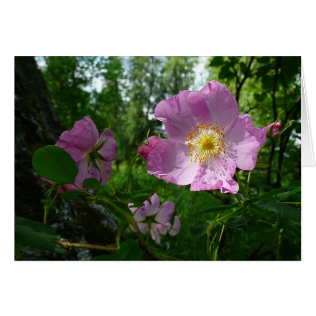 Wild Pink Roses in Alaska (Front Horizontal)