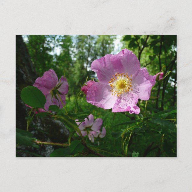 Wild Pink Roses in Alaska Postcard (Front)