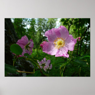 Wild Pink Roses in Alaska Poster