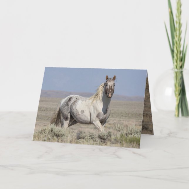 Wild Pintaloosa Stallion Greeting Card (Front)
