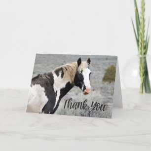 Wild Pinto Stallion Photo Thank You Card