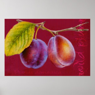 Wild plum - Prunus domestica poster (rich red)