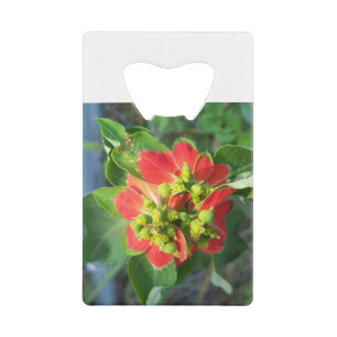 wild Poinsettia