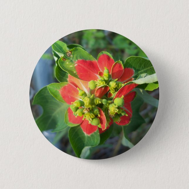wild Poinsettia 6 Cm Round Badge (Front)