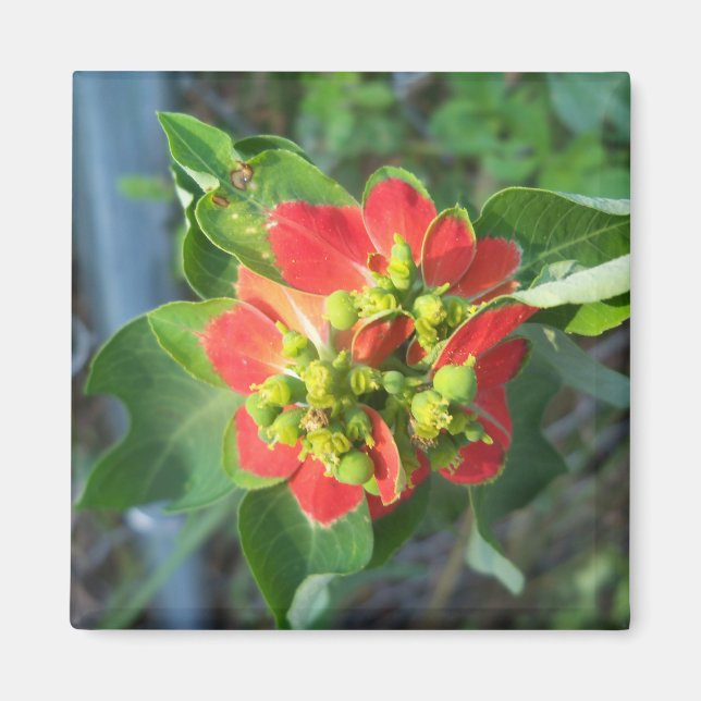 wild Poinsettia Magnet (Front)