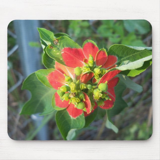 wild Poinsettia Mouse Mat (Front)