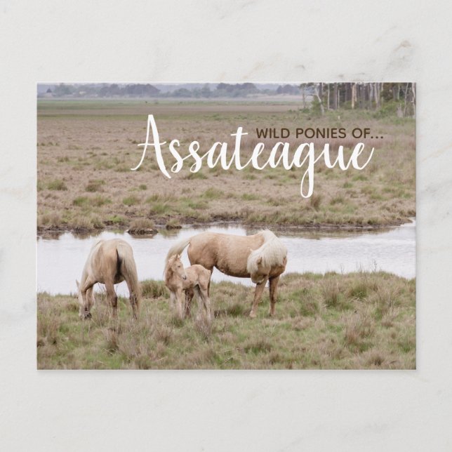Wild Ponies Assateague - Cards (Front)