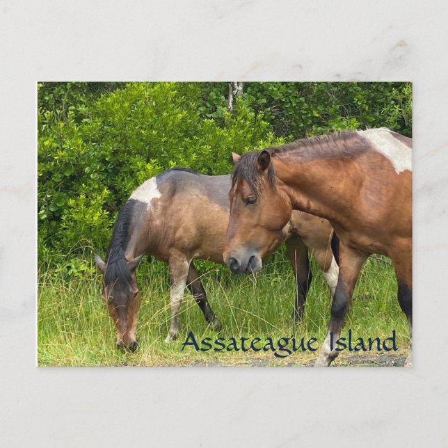 Wild ponies on Assateauge Island Postcard (Front)