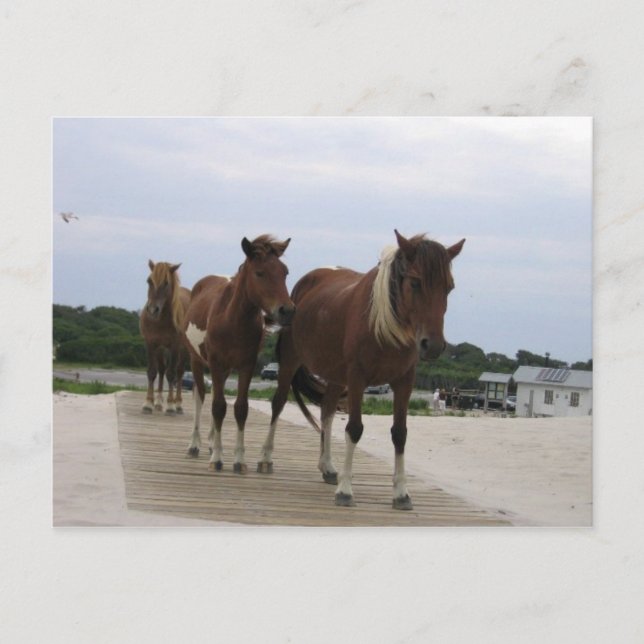 Wild Ponies Postcard (Front)