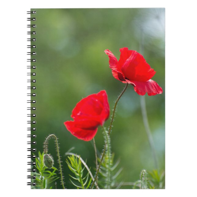 Wild poppies notebook (Front)