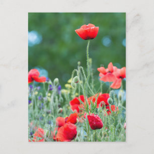 Wild poppies postcard