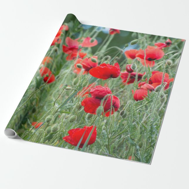 Wild poppies wrapping paper (Unrolled)