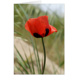 Wild Poppy Card