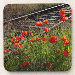 Wild poppy     coaster