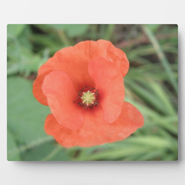 Wild Poppy Flower Plaque (Front)