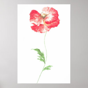 Wild poppy flower poster